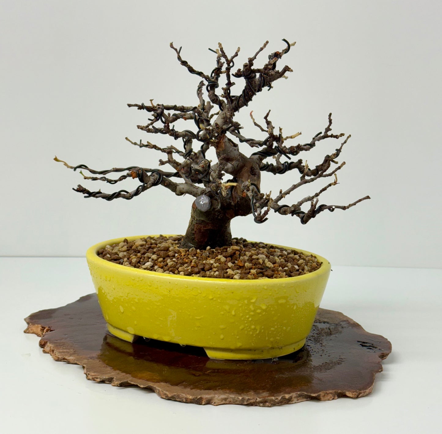 Chinese Quince