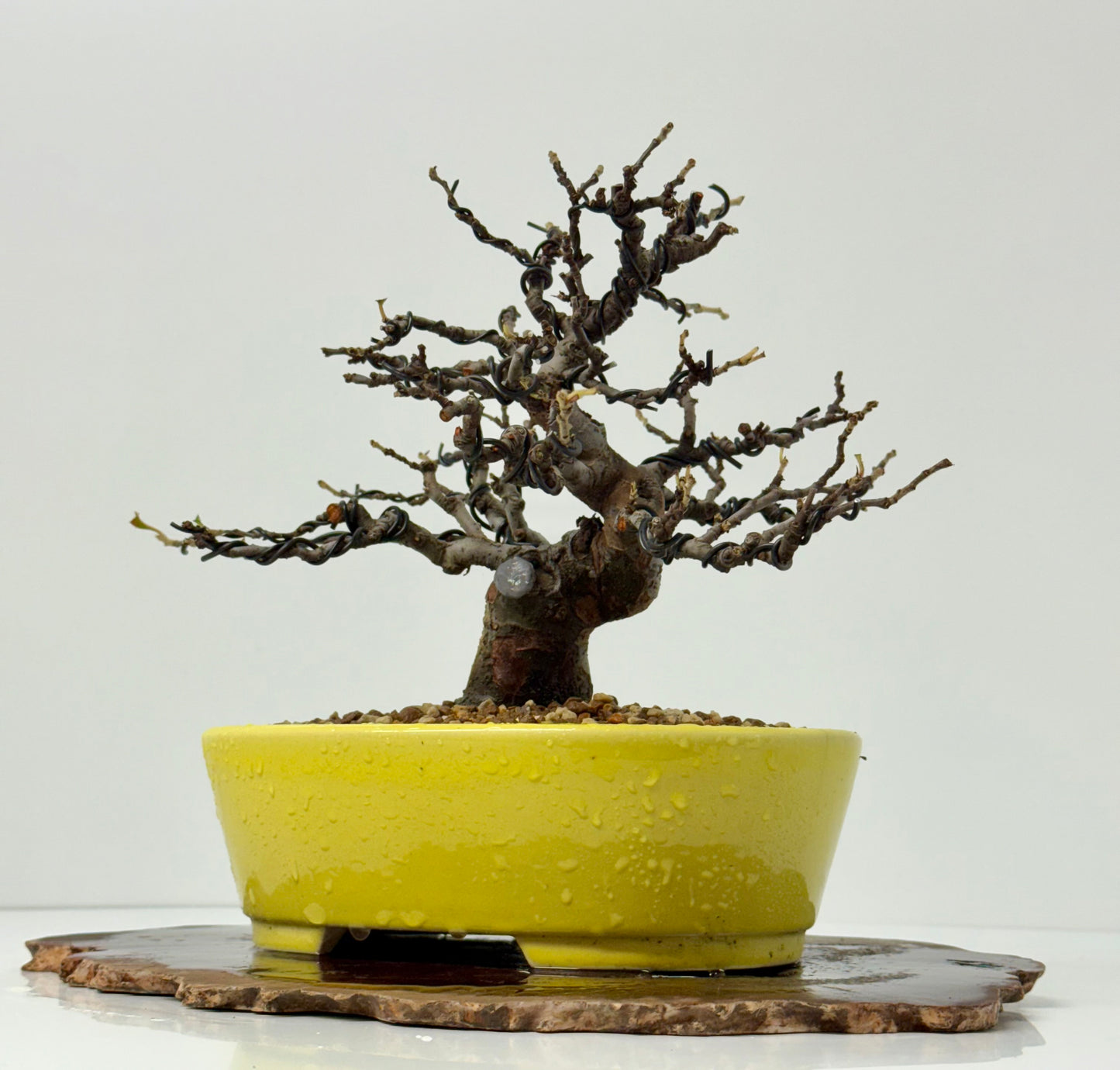 Chinese Quince