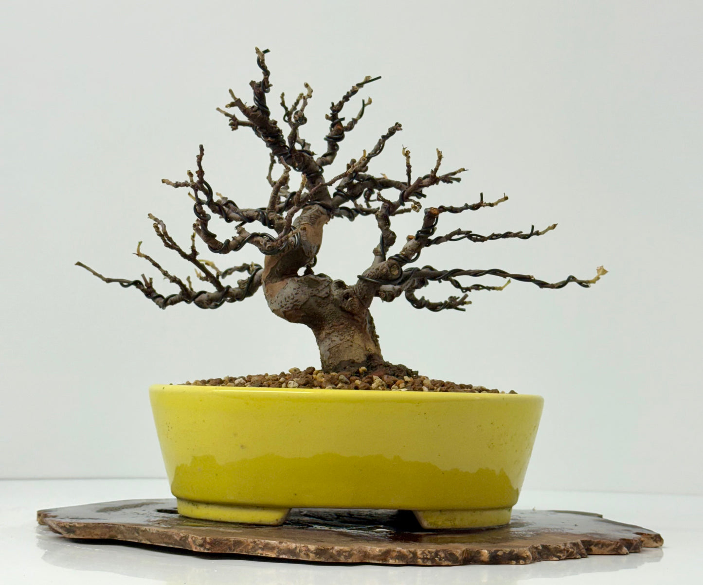 Chinese Quince