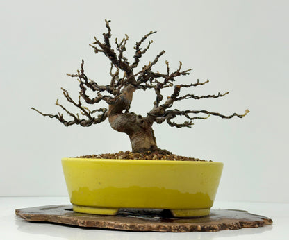 Chinese Quince