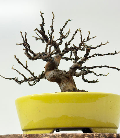 Chinese Quince