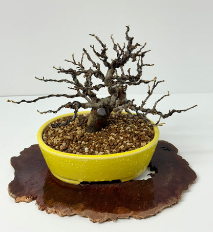 Chinese Quince