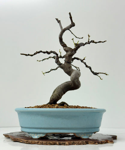 Chinese Quince