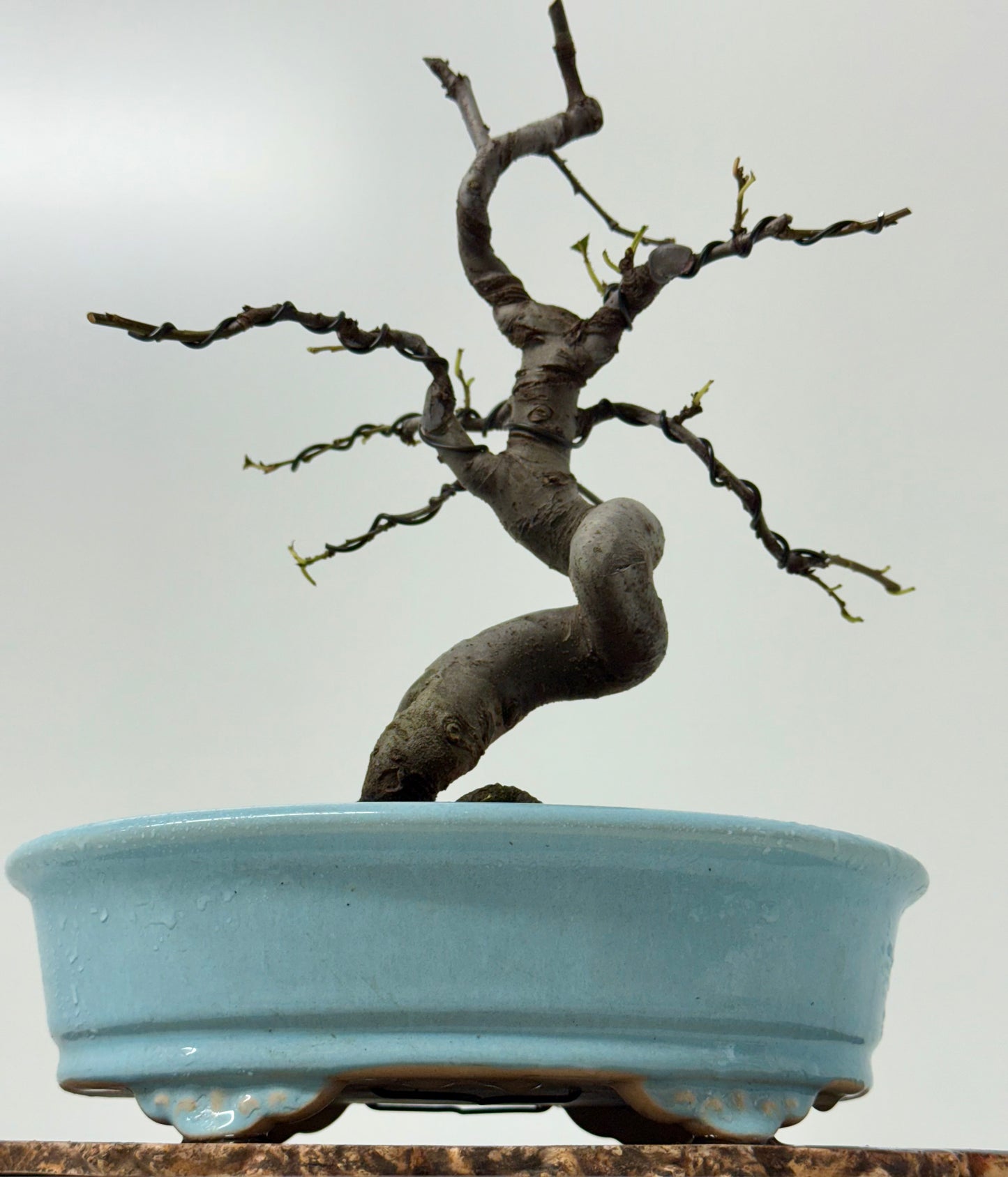Chinese Quince