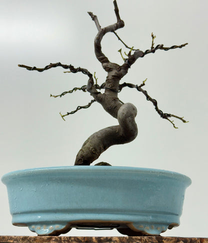 Chinese Quince