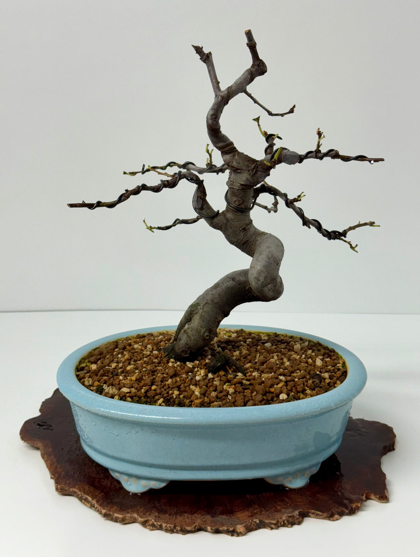 Chinese Quince