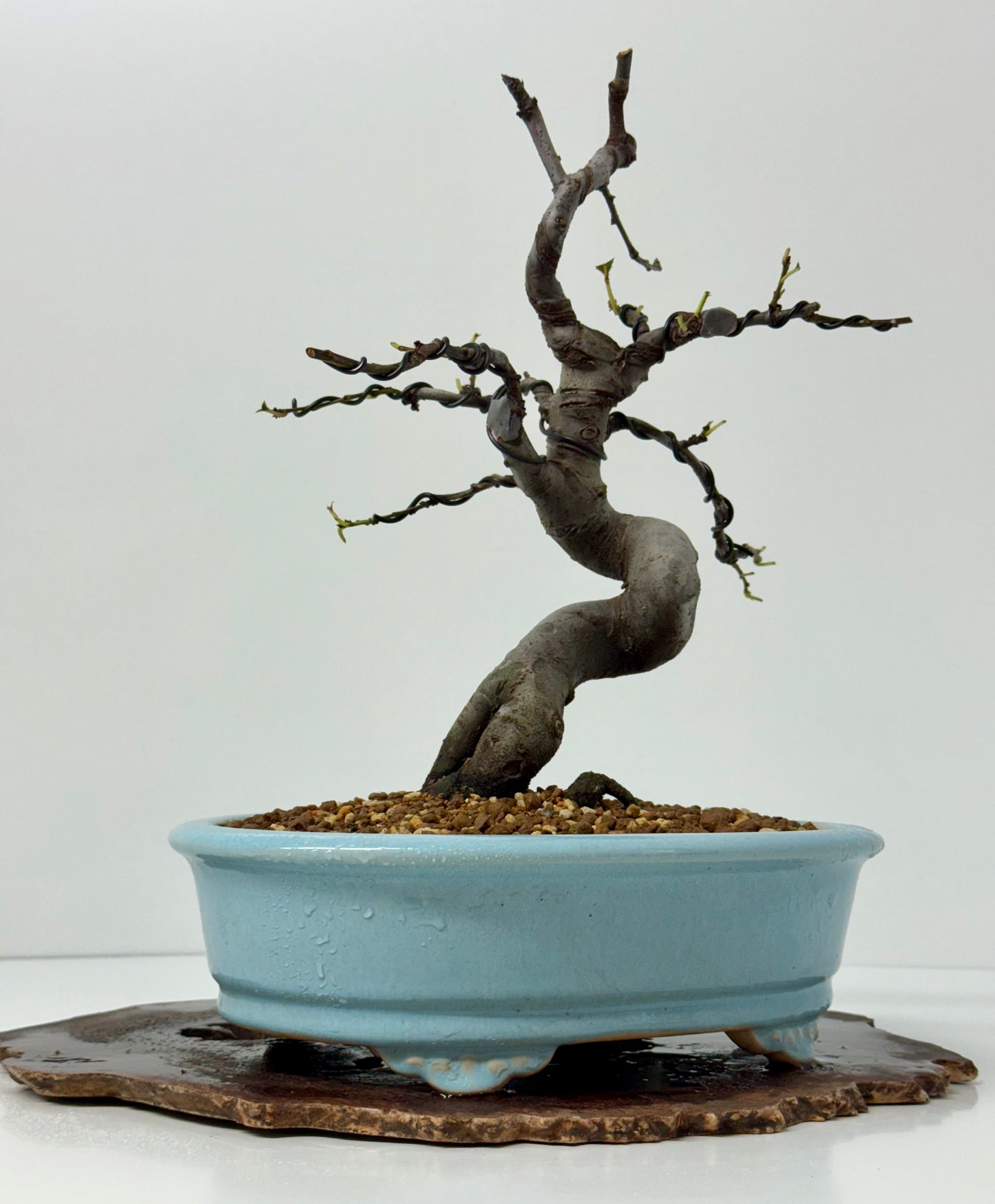 Chinese Quince