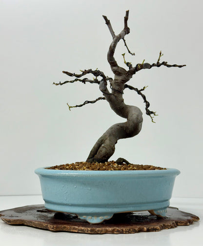 Chinese Quince