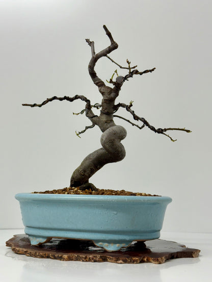 Chinese Quince