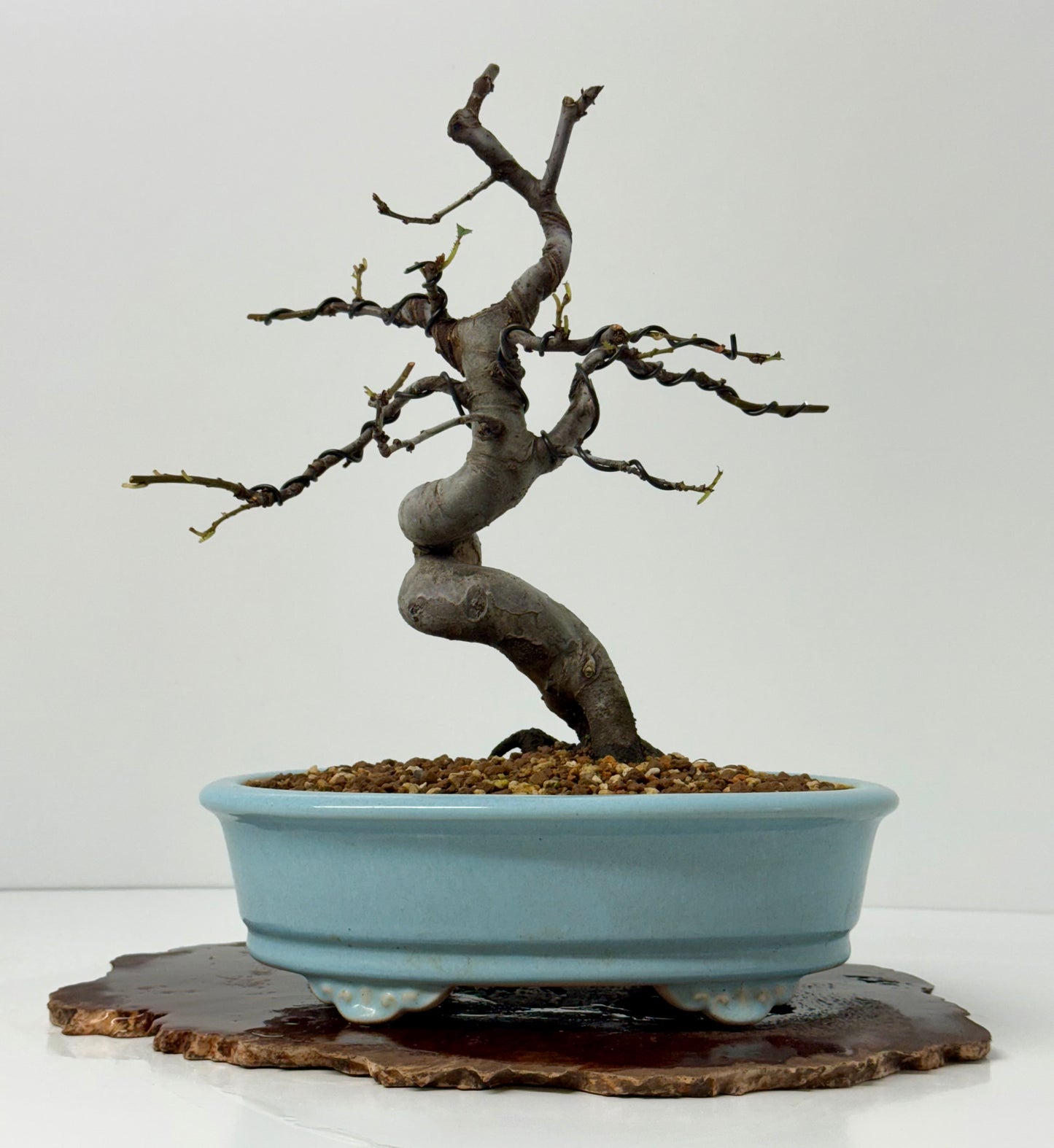 Chinese Quince