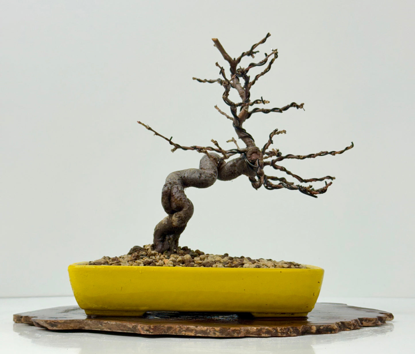 Chinese Quince
