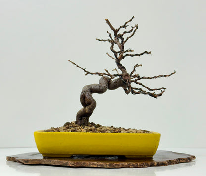 Chinese Quince