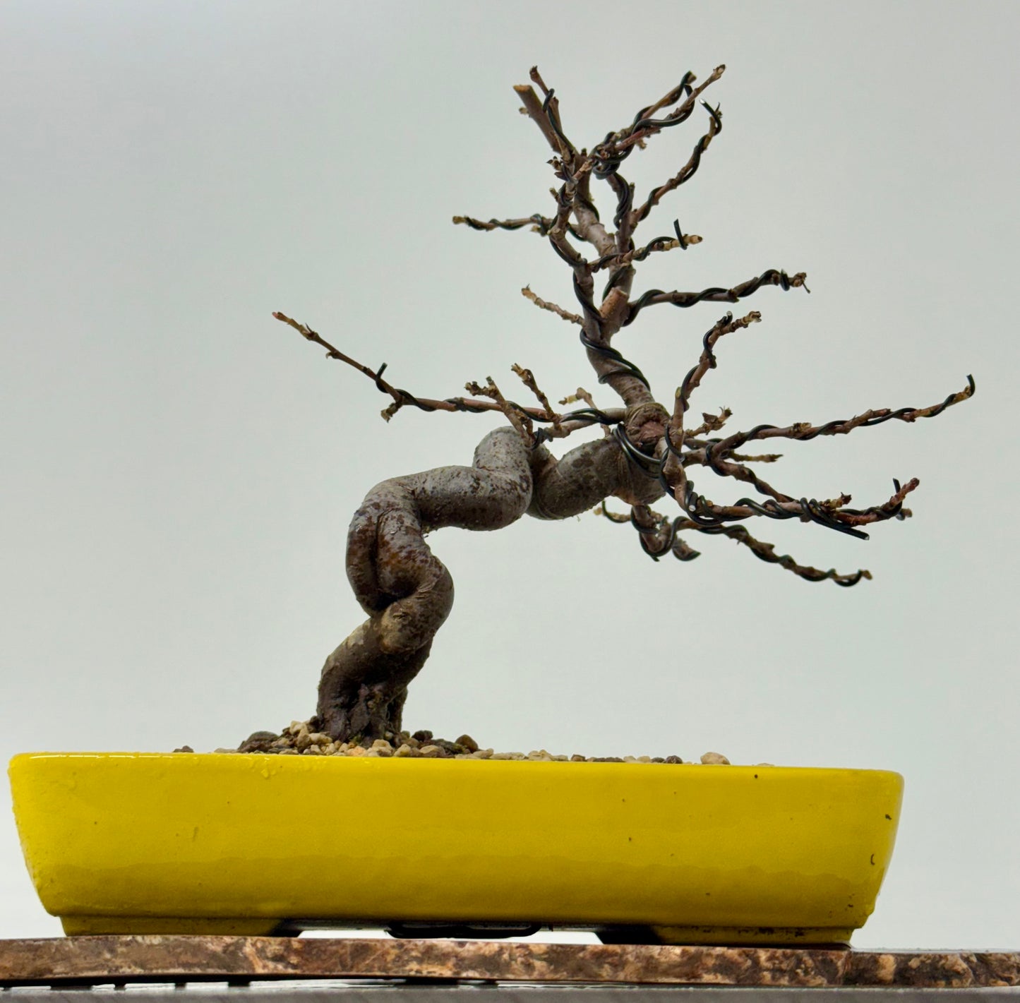 Chinese Quince