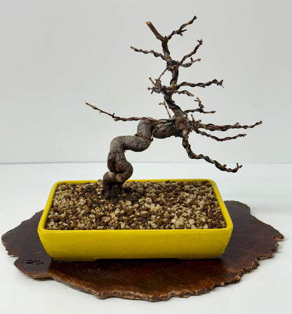 Chinese Quince