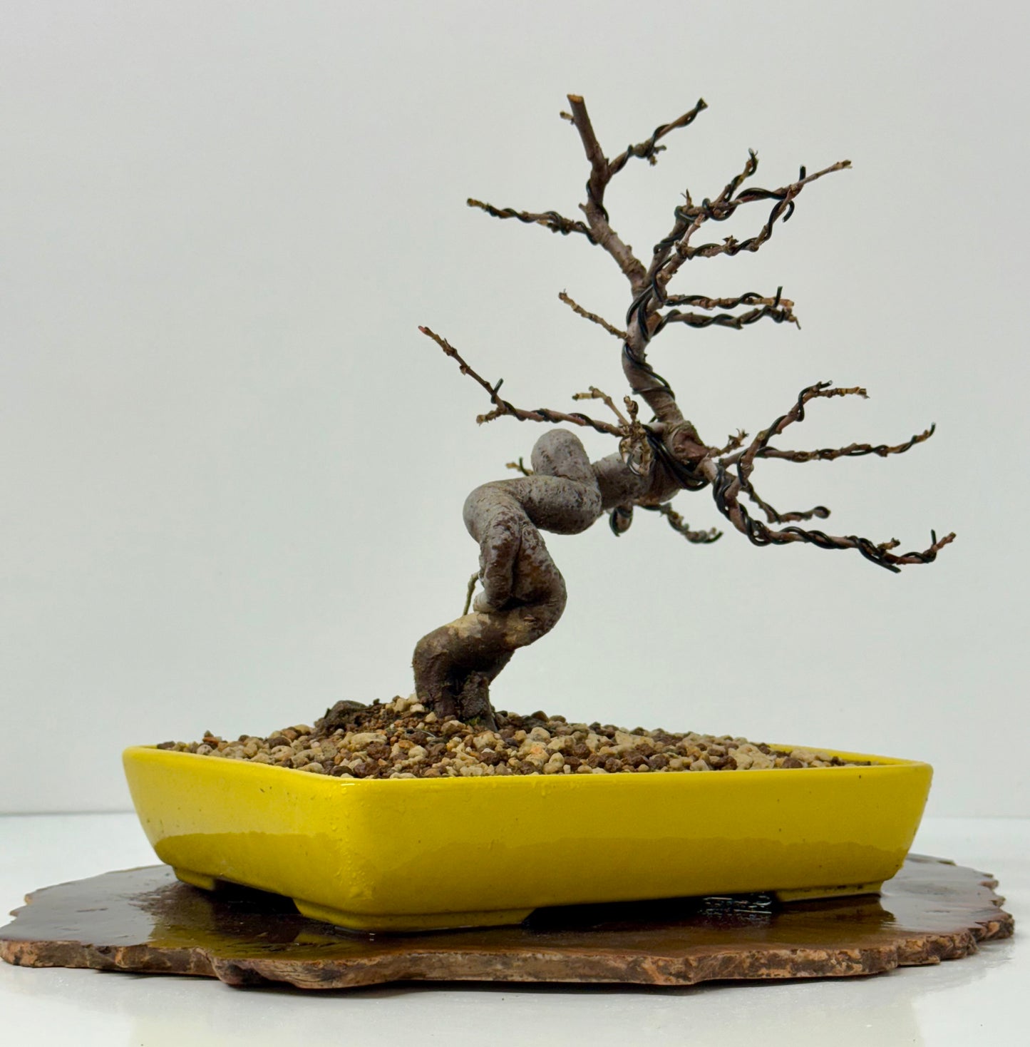 Chinese Quince