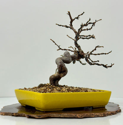 Chinese Quince