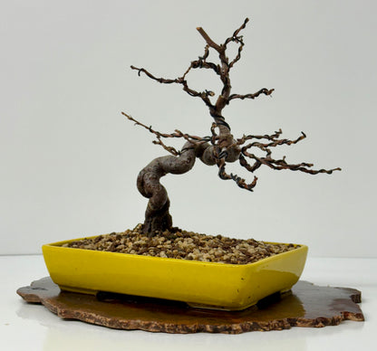 Chinese Quince