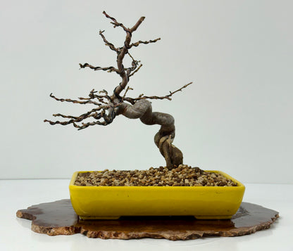 Chinese Quince