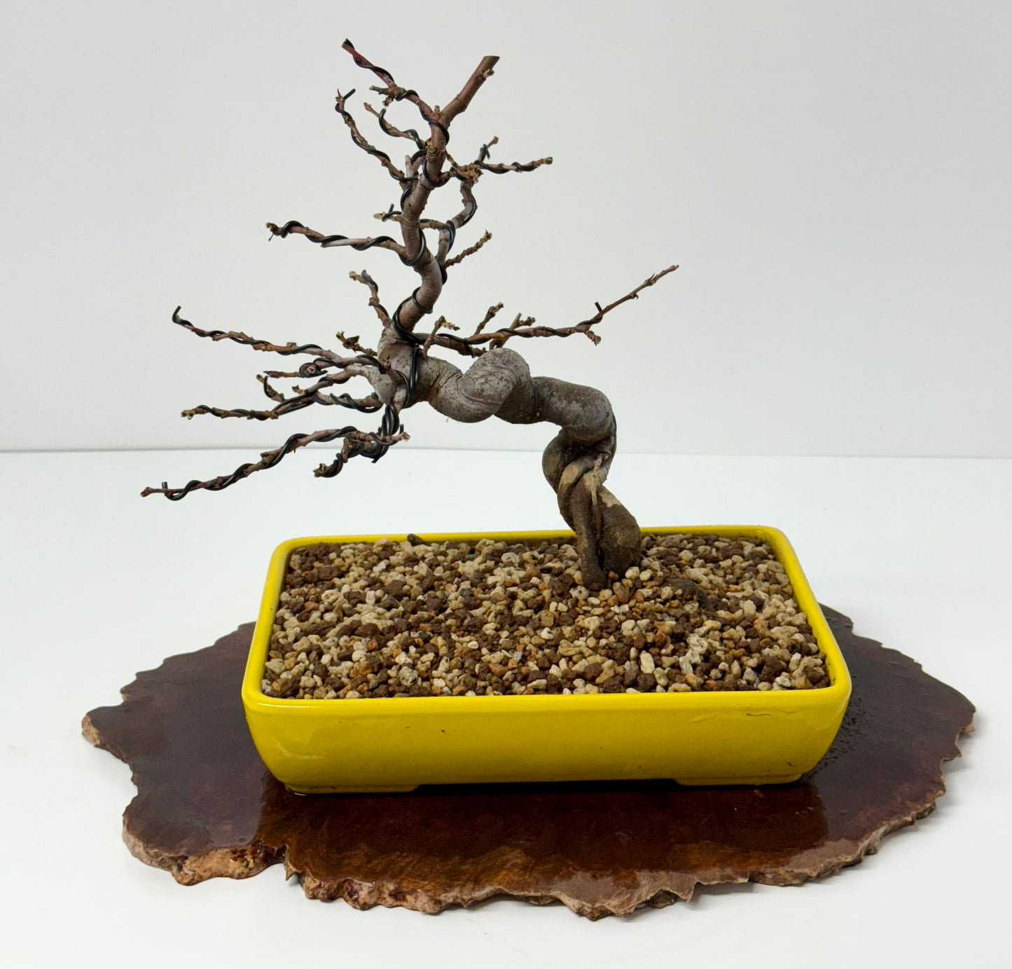 Chinese Quince