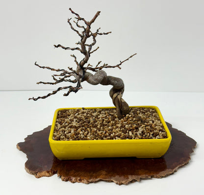 Chinese Quince