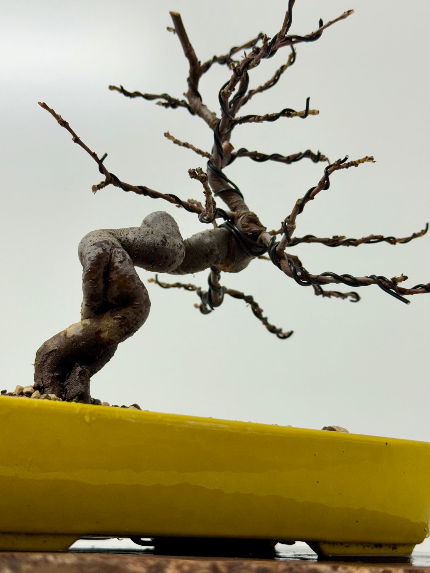 Chinese Quince