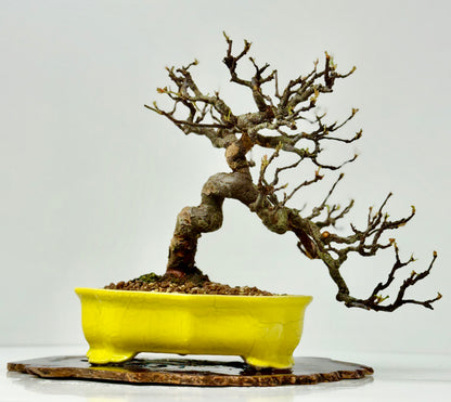 Chinese Quince