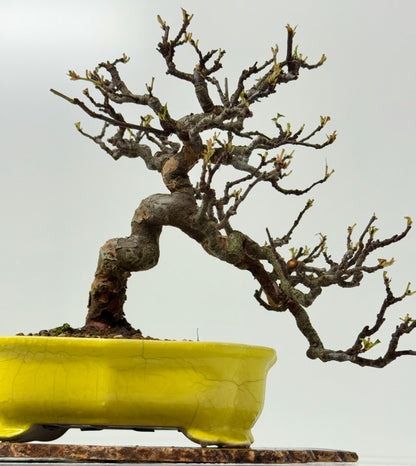 Chinese Quince