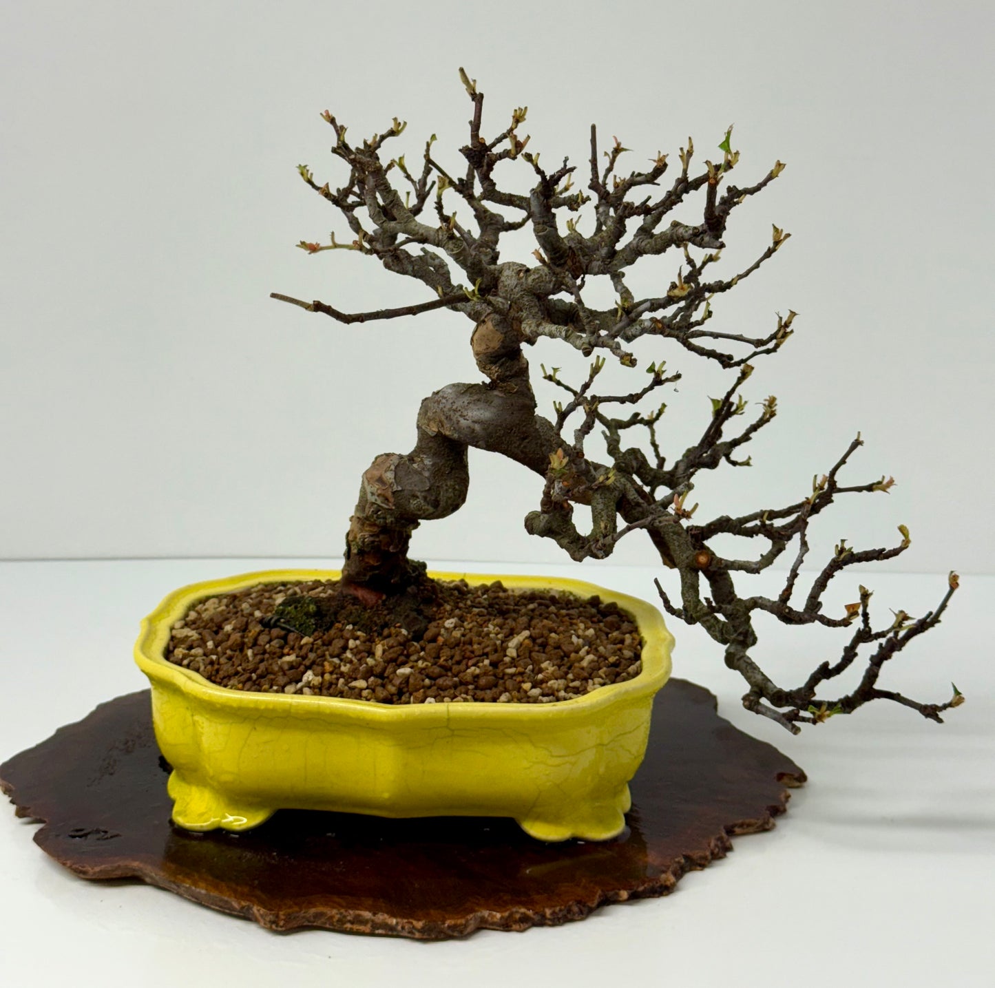 Chinese Quince