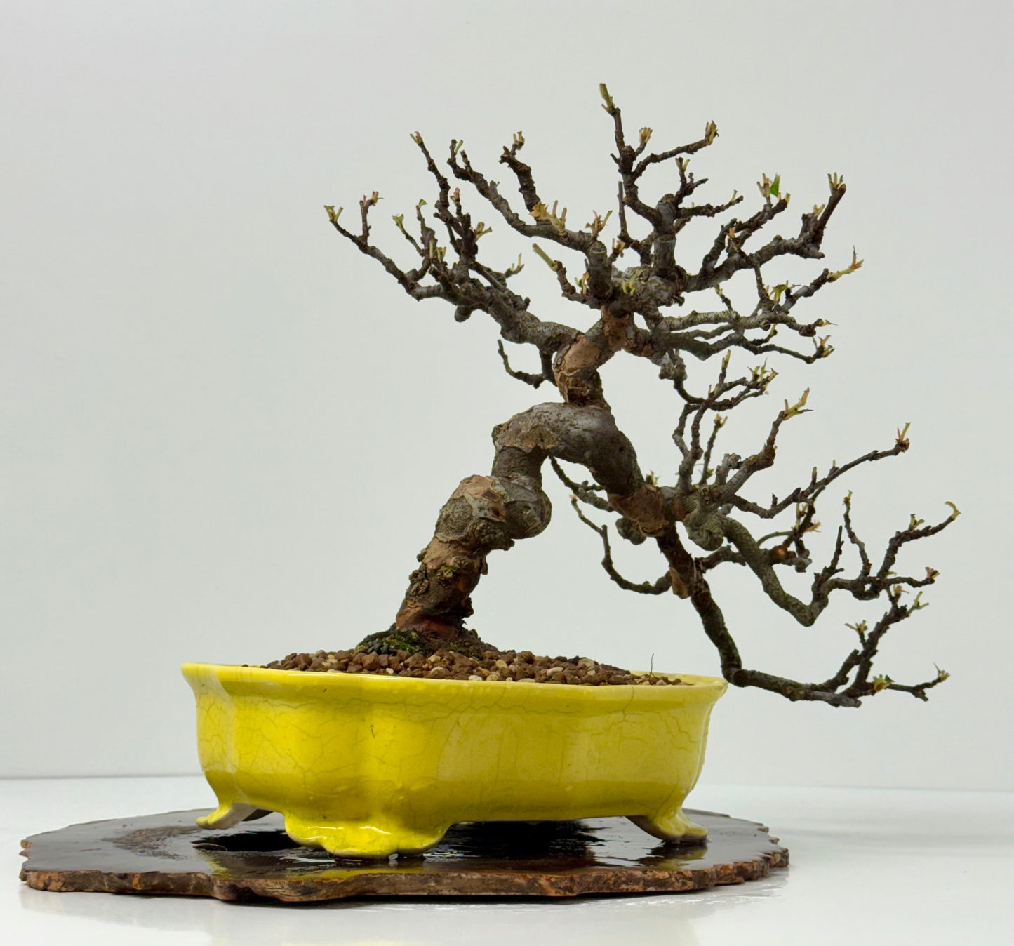 Chinese Quince