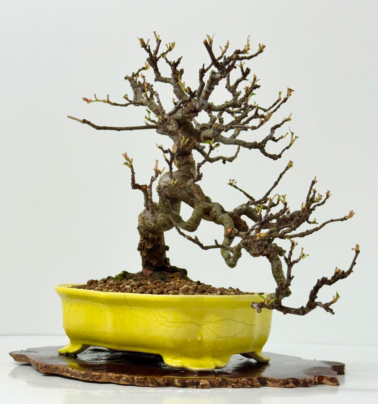 Chinese Quince