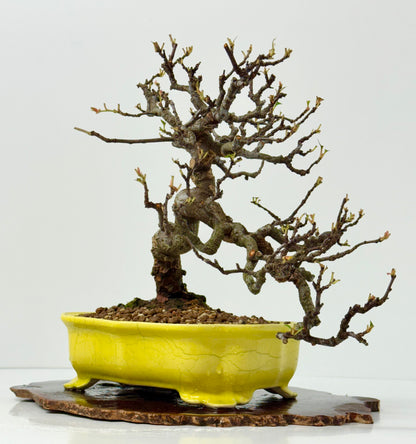 Chinese Quince
