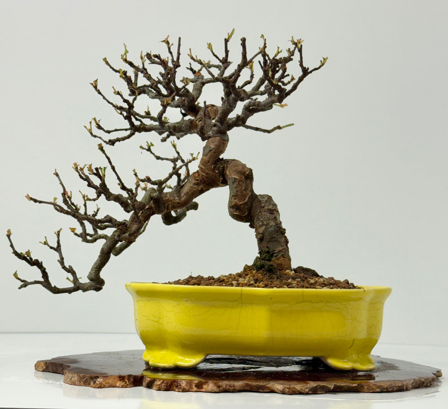 Chinese Quince