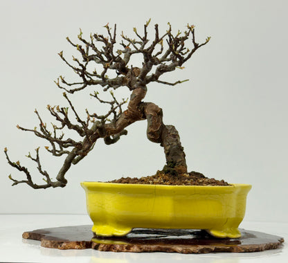 Chinese Quince