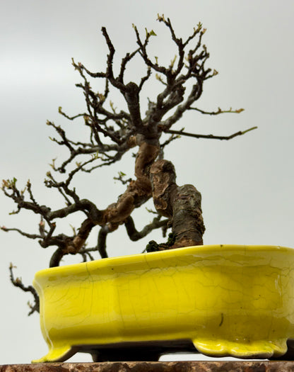 Chinese Quince