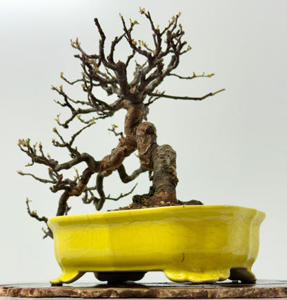 Chinese Quince