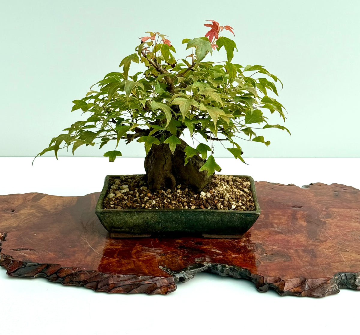 Trident Maple Root Over Rock Bonsai – Acer Buergerianum