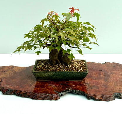 Trident Maple Root Over Rock Bonsai – Acer Buergerianum