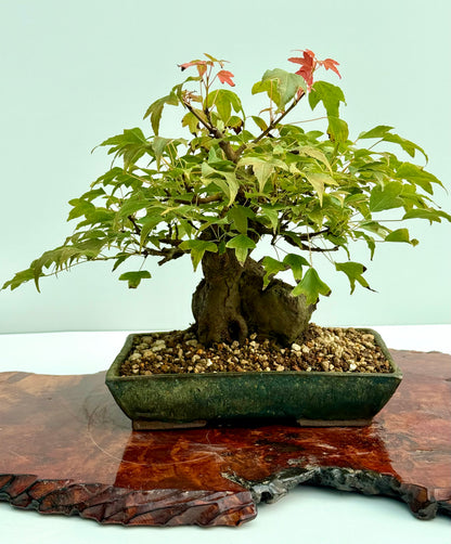 Trident Maple Root Over Rock Bonsai – Acer Buergerianum