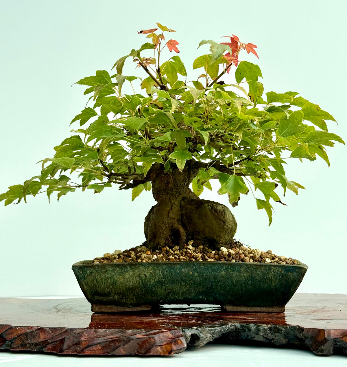 Trident Maple Root Over Rock Bonsai – Acer Buergerianum