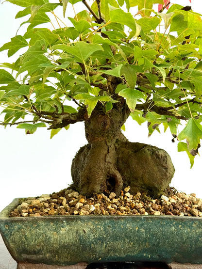 Trident Maple Root Over Rock Bonsai – Acer Buergerianum