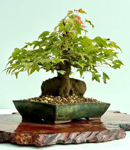 Trident Maple Root Over Rock Bonsai – Acer Buergerianum