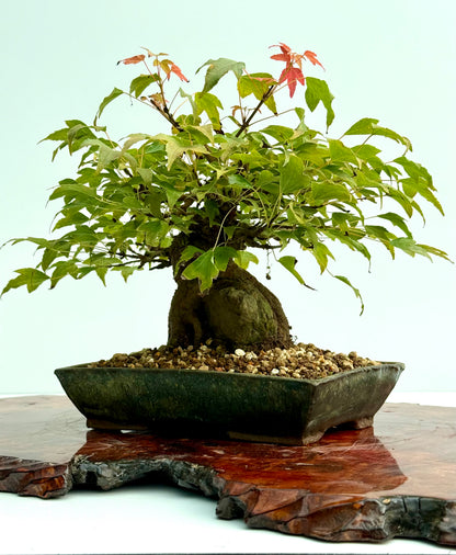Trident Maple Root Over Rock Bonsai – Acer Buergerianum