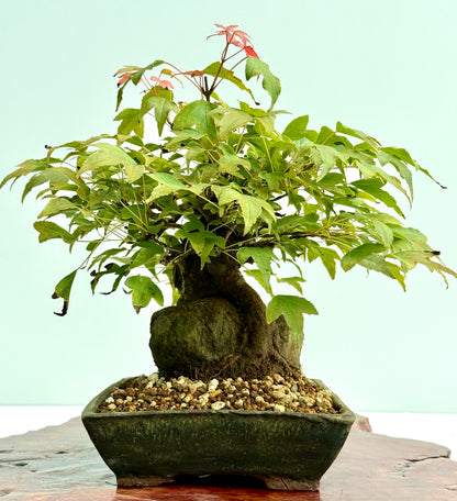 Trident Maple Root Over Rock Bonsai – Acer Buergerianum