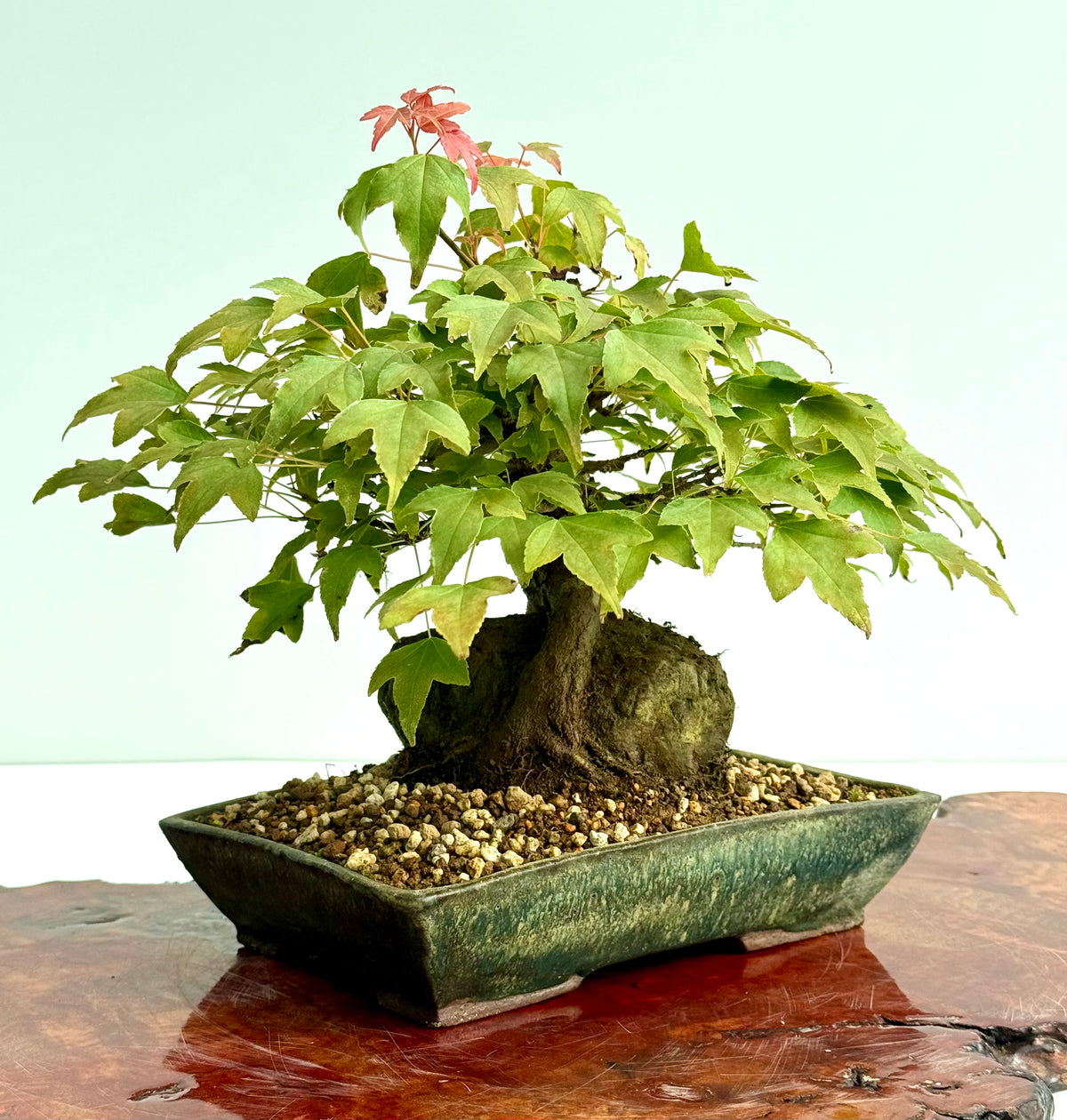 Trident Maple Root Over Rock Bonsai – Acer Buergerianum