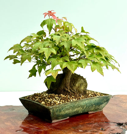 Trident Maple Root Over Rock Bonsai – Acer Buergerianum