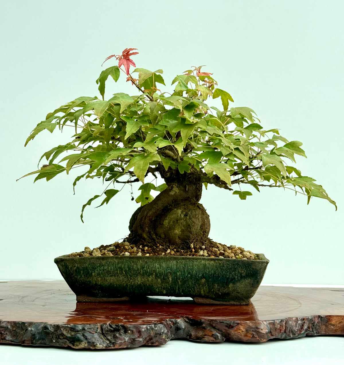 Trident Maple Root Over Rock Bonsai – Acer Buergerianum