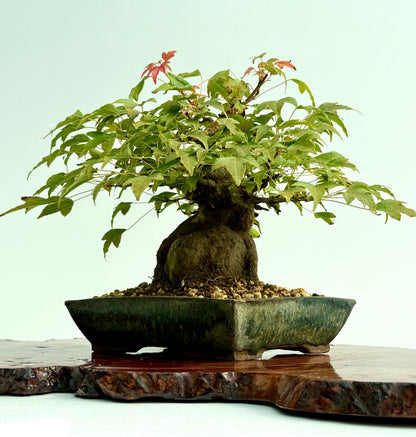 Trident Maple Root Over Rock Bonsai – Acer Buergerianum