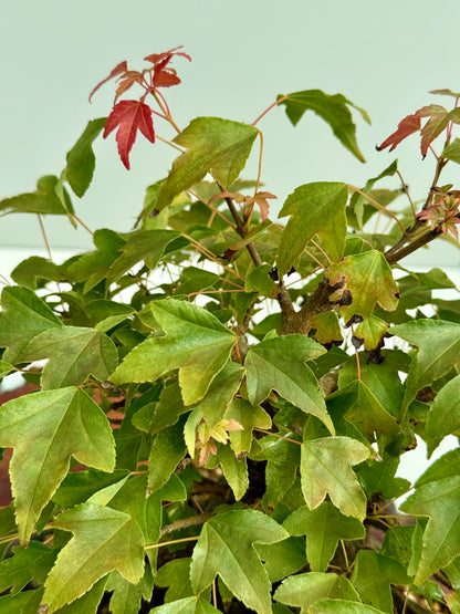 Trident Maple Root Over Rock Bonsai – Acer Buergerianum