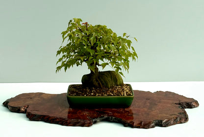Trident Maple Root Over Rock Bonsai – Acer Buergerianum