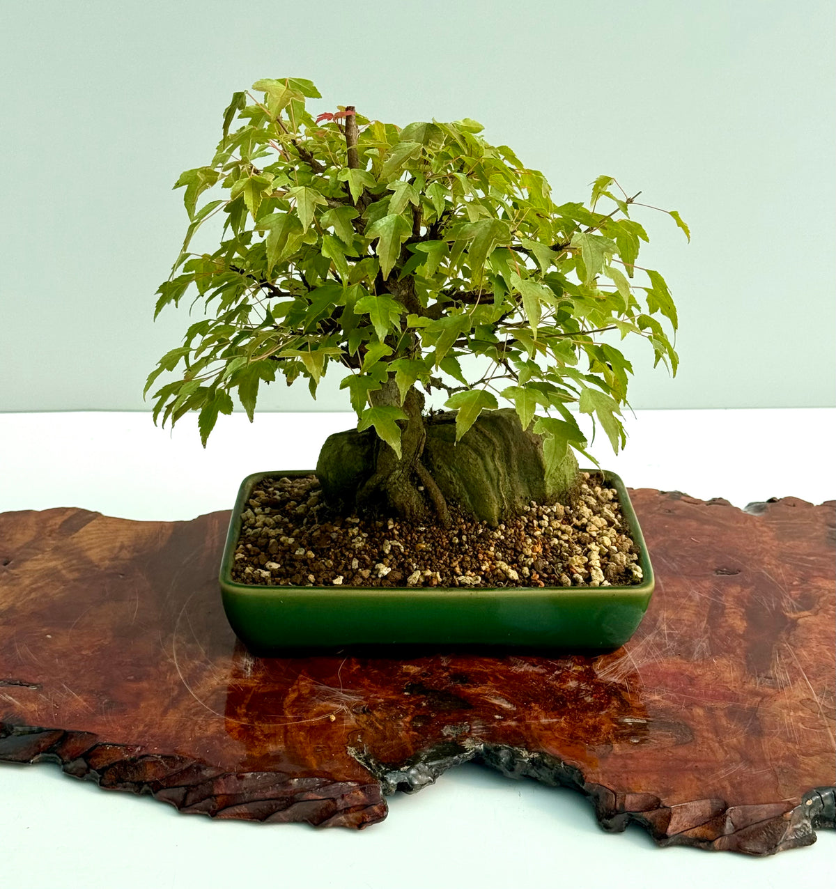 Trident Maple Root Over Rock Bonsai – Acer Buergerianum